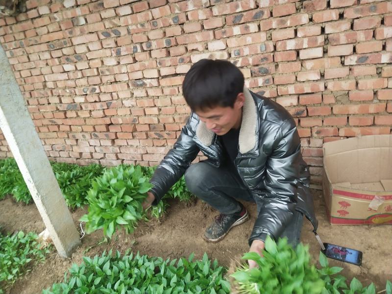 【推荐】优质辣椒苗，大量供应，基地直供，