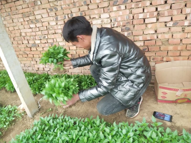 【推荐】优质辣椒苗，大量供应，基地直供，