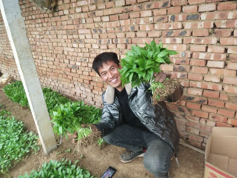 【推荐】优质辣椒苗，大量供应，基地直供，