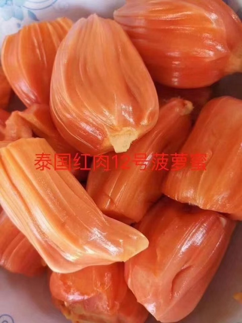 马来西亚菠萝蜜苗，泰国12号红肉菠萝蜜苗，大量供应