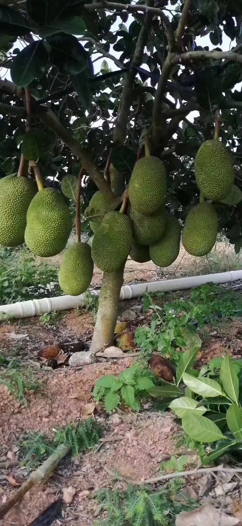 马来西亚菠萝蜜苗，泰国12号红肉菠萝蜜苗，大量供应