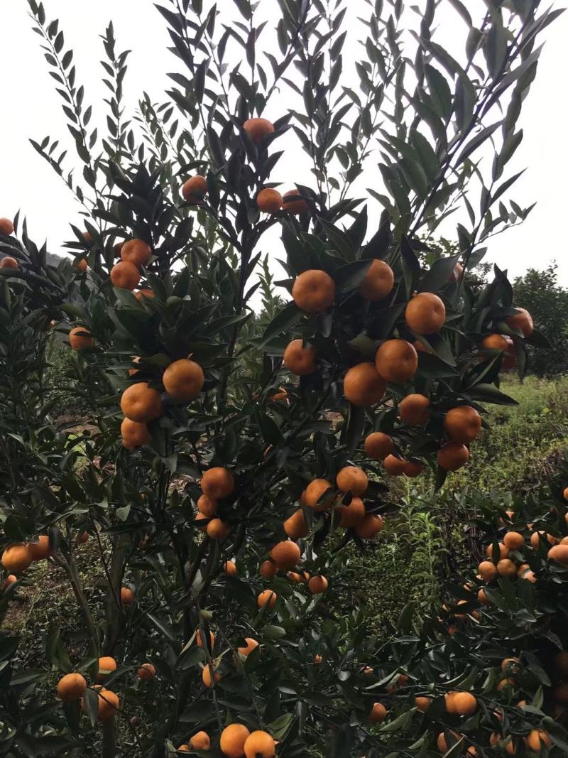 桂林市阳朔县山地马水桔大量上市中皮薄汁多