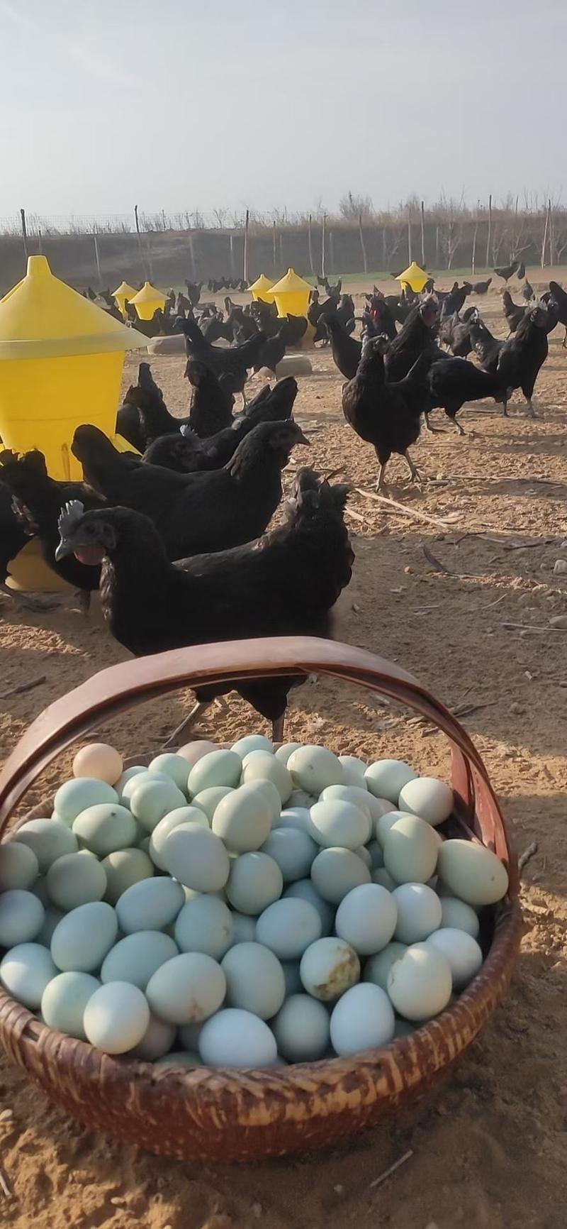 长年供应五黑一绿种蛋，花柴种蛋，绿壳鸡种蛋，红玉种蛋等多