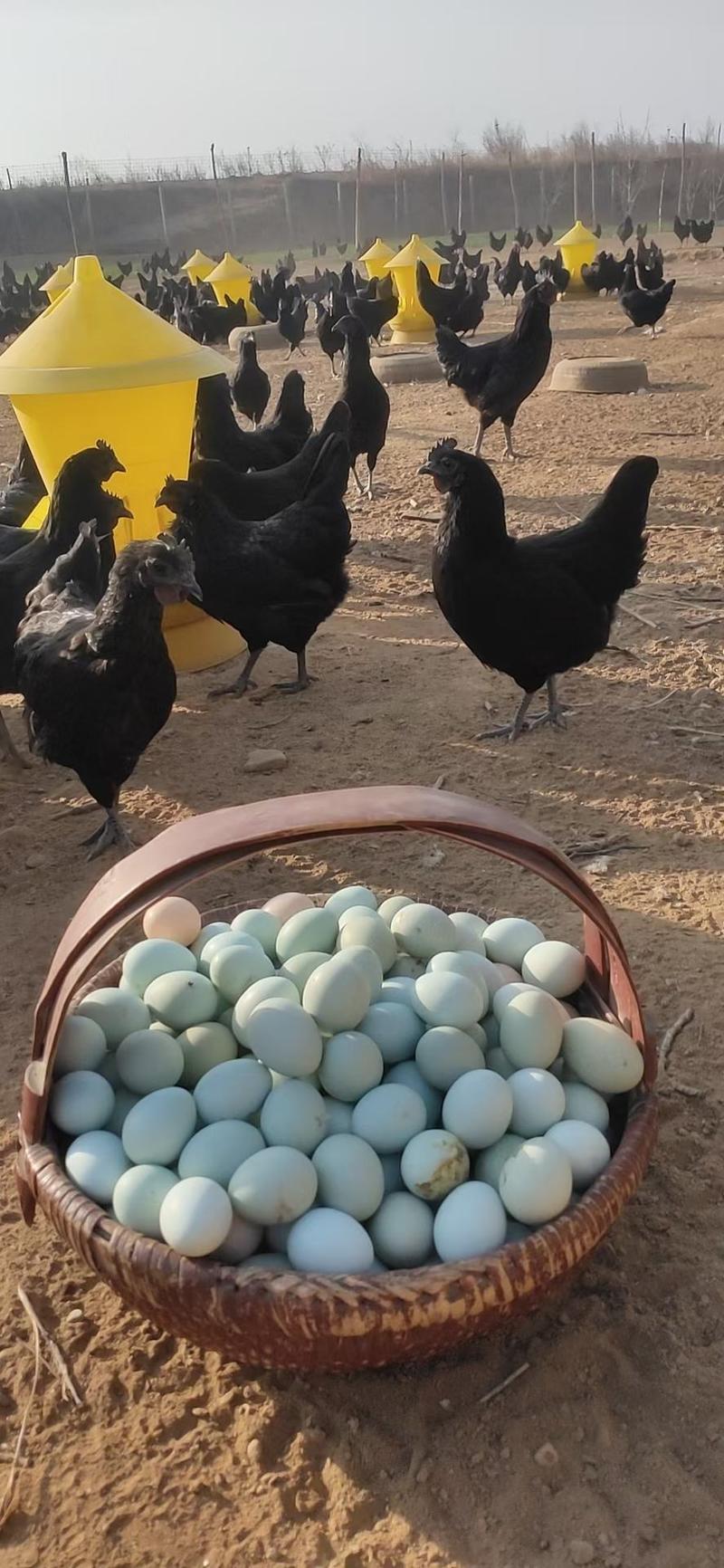 长年供应五黑一绿种蛋，花柴种蛋，绿壳鸡种蛋，红玉种蛋等多