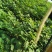 高含量江西中花吴茱萸大苗