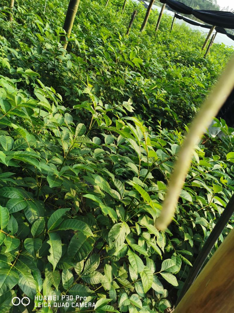 高含量江西中花吴茱萸大苗