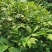 高含量江西中花吴茱萸大苗