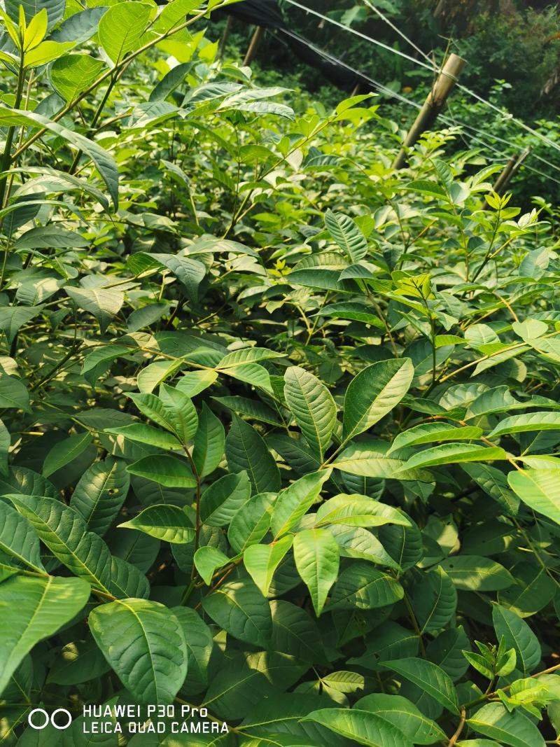 高含量江西中花吴茱萸大苗