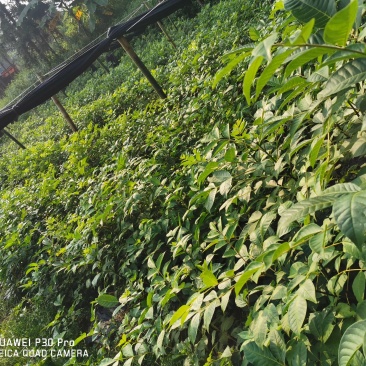 高含量江西中花吴茱萸大苗