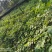高含量江西中花吴茱萸大苗