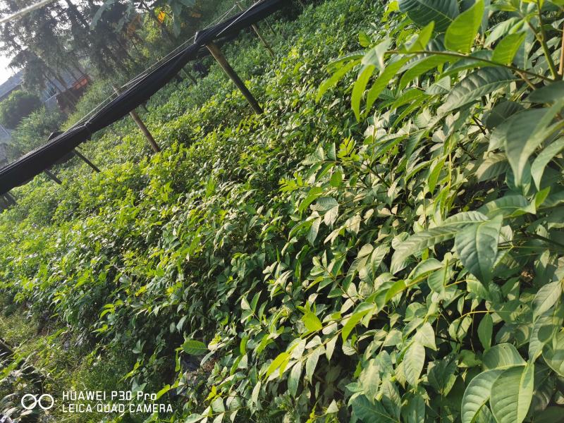 高含量江西中花吴茱萸大苗