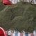 高含量江西中花吴茱萸大苗