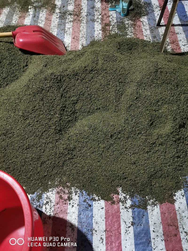 高含量江西中花吴茱萸大苗