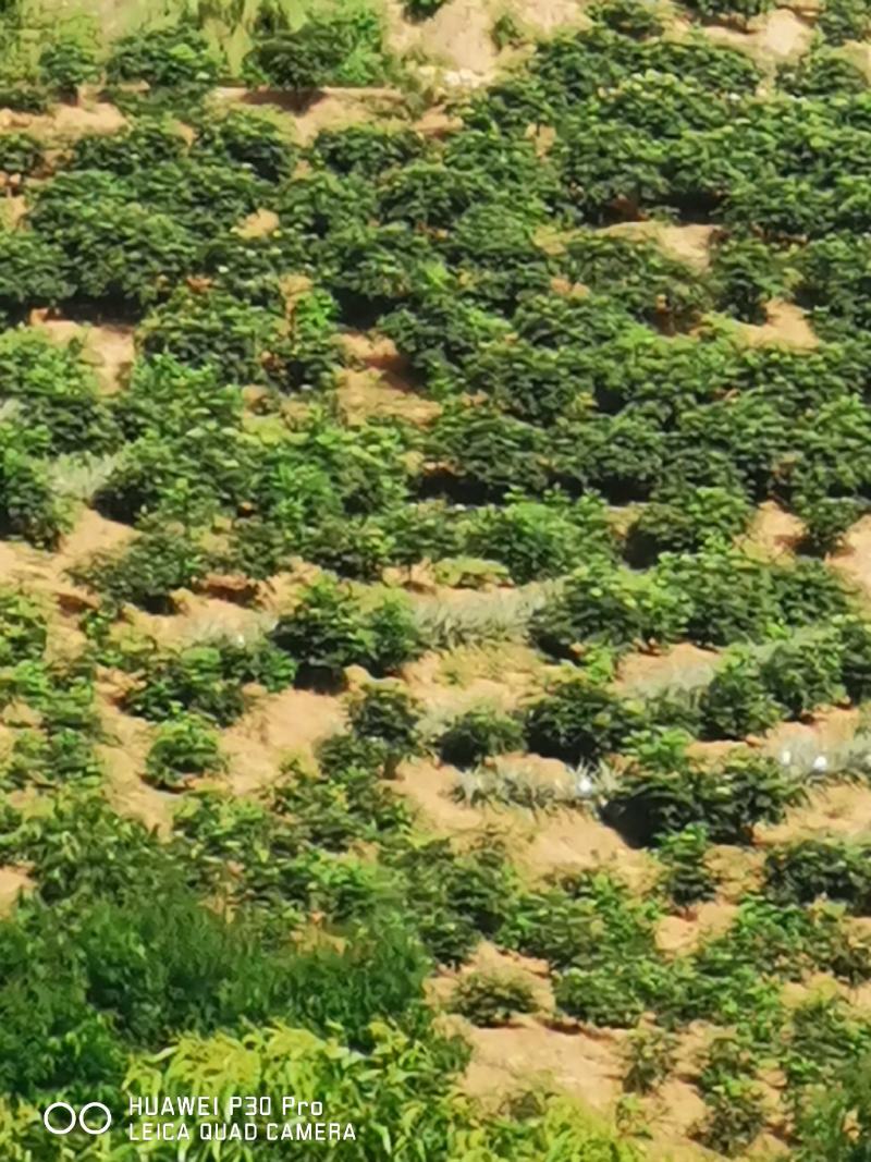 高含量江西中花吴茱萸大苗