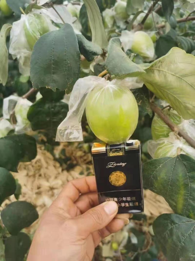 青枣苗台湾大清枣蜜丝枣苹果枣台南枣雪蜜枣牛奶枣中叶枣