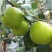 青枣苗台湾大清枣蜜丝枣苹果枣台南枣雪蜜枣牛奶枣中叶枣