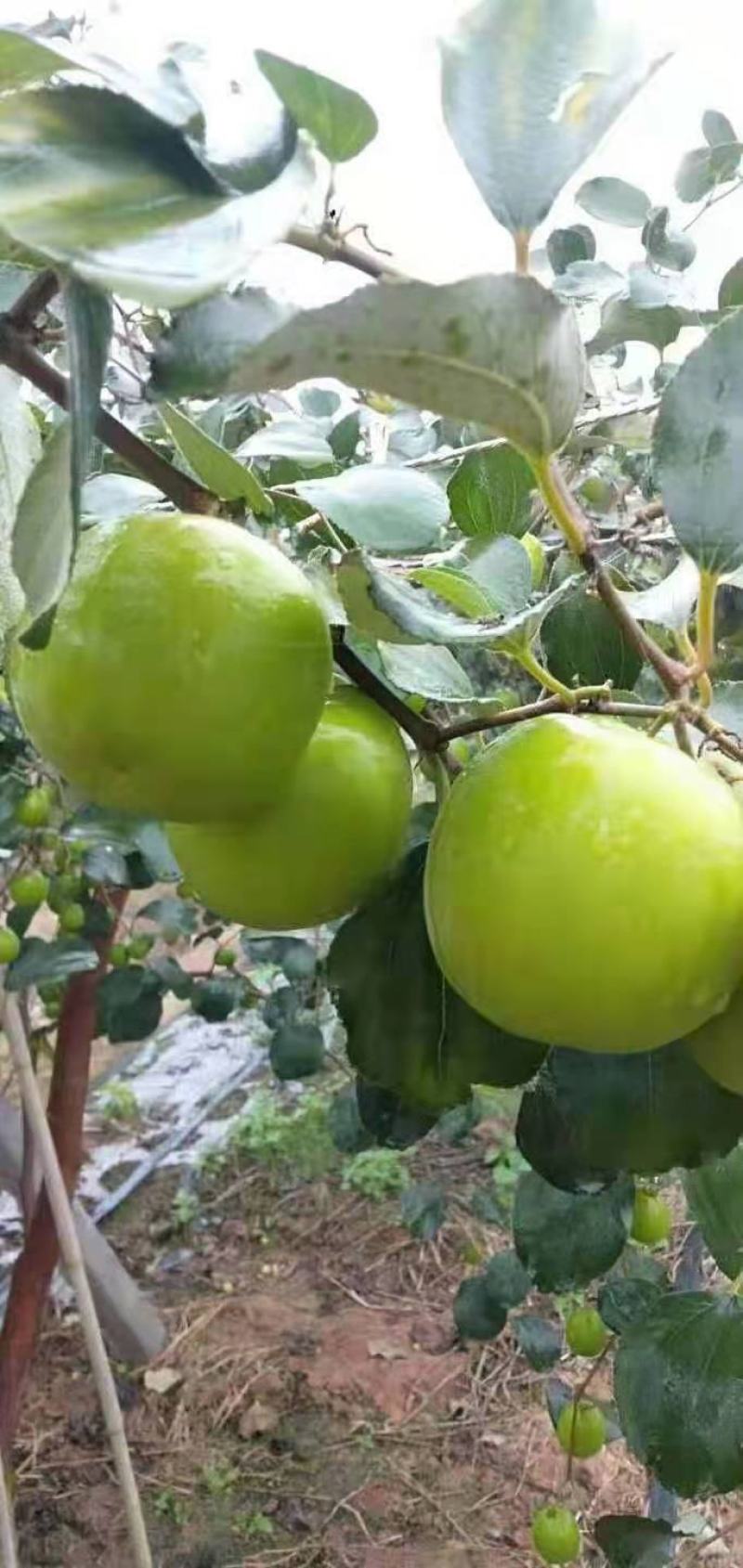 青枣苗台湾大清枣蜜丝枣苹果枣台南枣雪蜜枣牛奶枣中叶枣