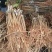 青枣苗台湾大清枣蜜丝枣苹果枣台南枣雪蜜枣牛奶枣中叶枣