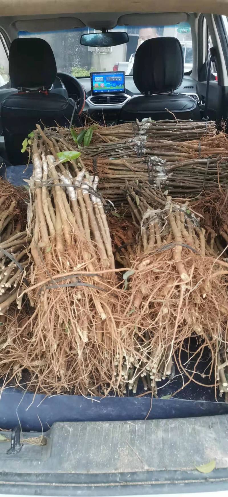 青枣苗台湾大清枣蜜丝枣苹果枣台南枣雪蜜枣牛奶枣中叶枣