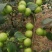 青枣苗台湾大清枣蜜丝枣苹果枣台南枣雪蜜枣牛奶枣中叶枣