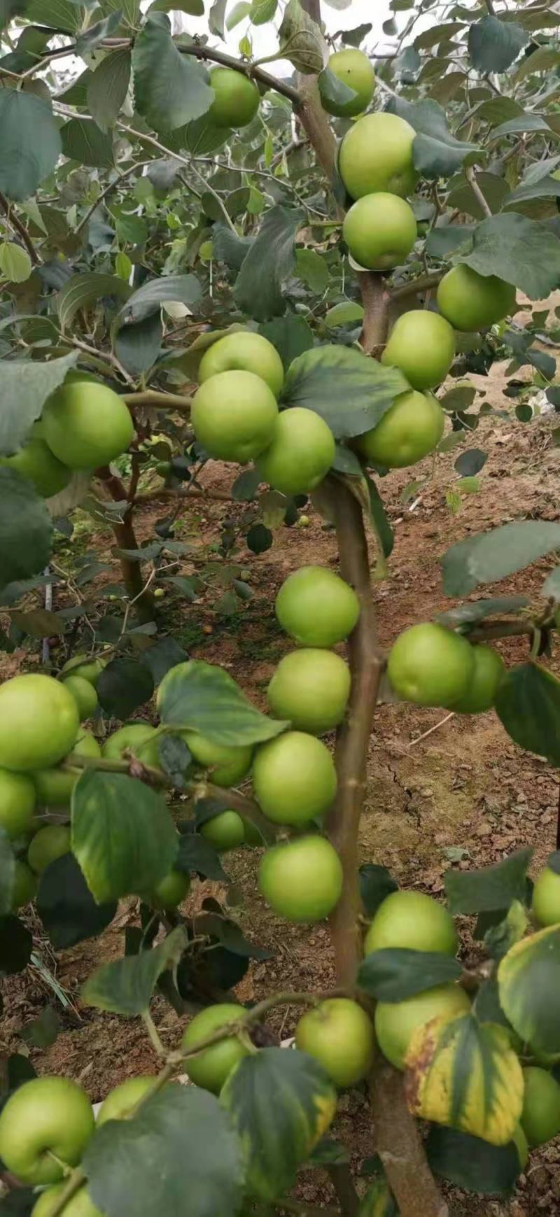 青枣苗台湾大清枣蜜丝枣苹果枣台南枣雪蜜枣牛奶枣中叶枣