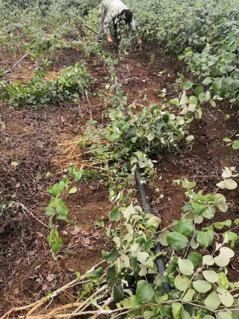 青枣苗台湾大清枣蜜丝枣苹果枣台南枣雪蜜枣牛奶枣中叶枣