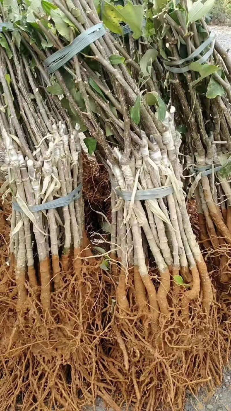 青枣苗台湾大清枣蜜丝枣苹果枣台南枣雪蜜枣牛奶枣中叶枣