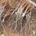 青枣苗台湾大清枣蜜丝枣苹果枣台南枣雪蜜枣牛奶枣中叶枣