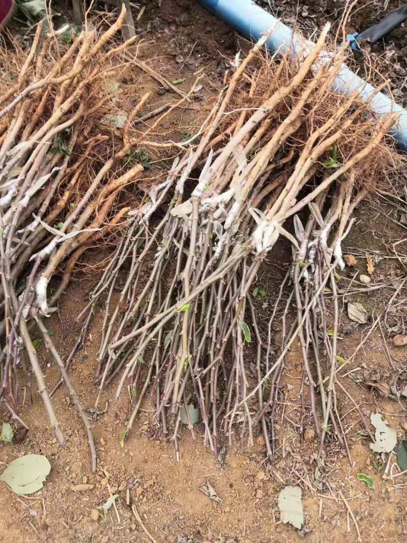 青枣苗台湾大清枣蜜丝枣苹果枣台南枣雪蜜枣牛奶枣中叶枣