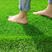 美国四季青草坪种子护坡草籽黑麦草地毯草结缕草发芽率98%