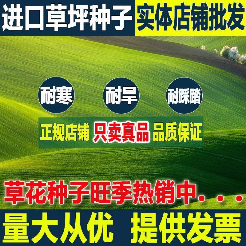 美国四季青草坪种子护坡草籽黑麦草地毯草结缕草发芽率98%