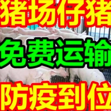 三元仔猪，猪场小猪，猪苗，防疫到位，送到家全国发货