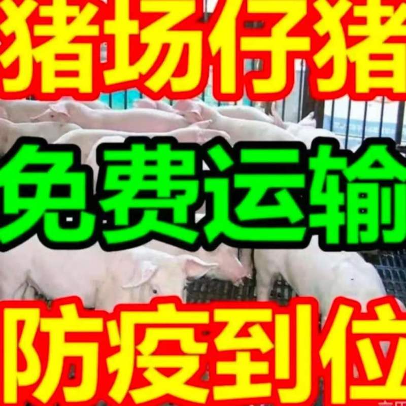 三元仔猪，猪场小猪，猪苗，防疫到位，送到家全国发货