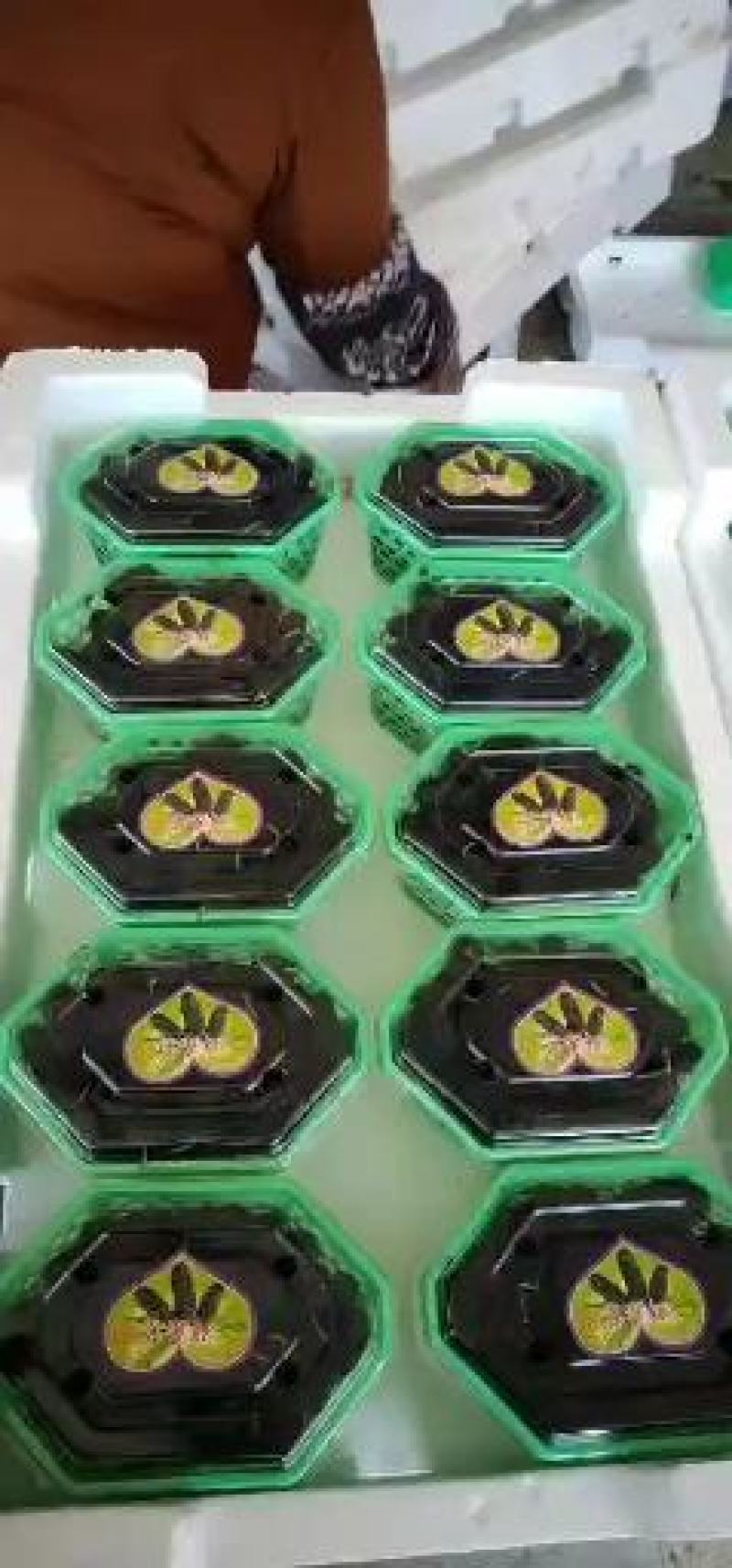 精品桑葚果。广东二号，无籽大十。每天现采摘现发货新鲜