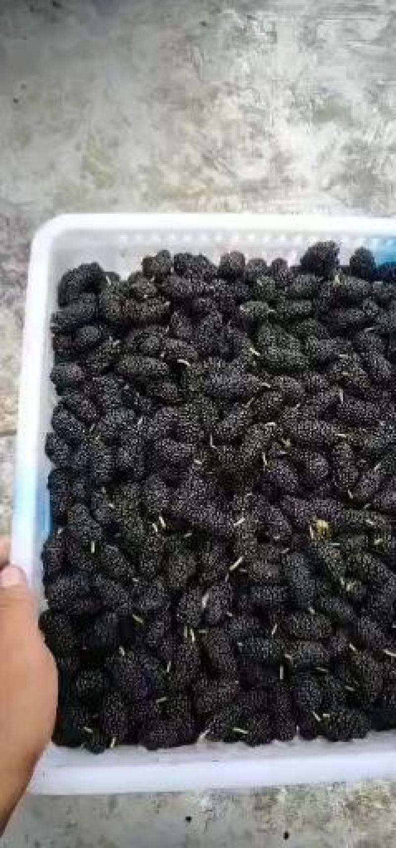 精品桑葚果。广东二号，无籽大十。每天现采摘现发货新鲜