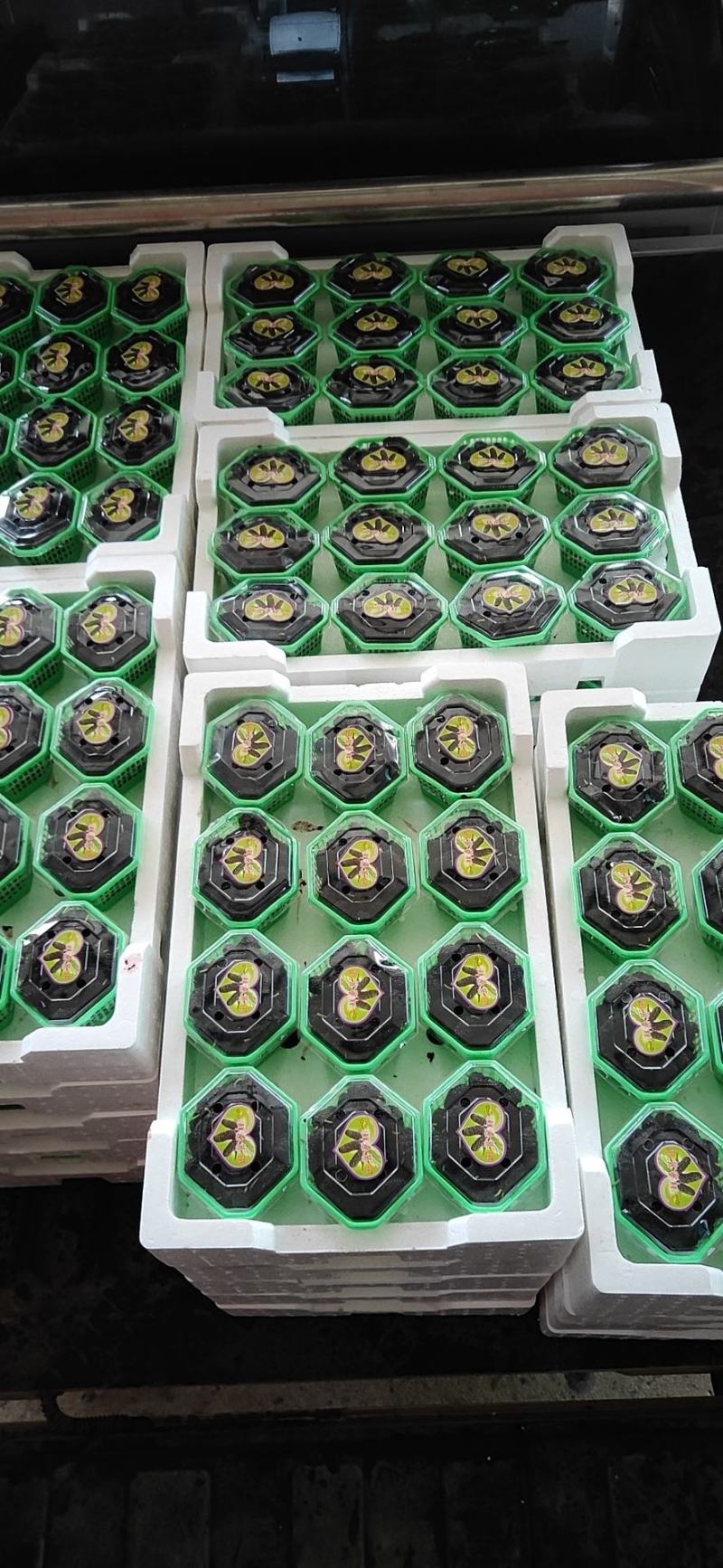 精品桑葚果。广东二号，无籽大十。每天现采摘现发货新鲜