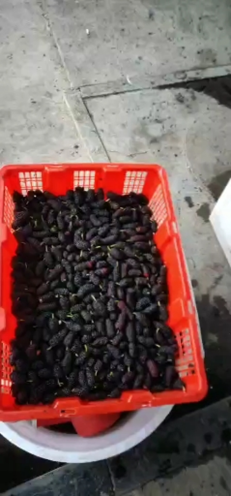 精品桑葚果。广东二号，无籽大十。每天现采摘现发货新鲜