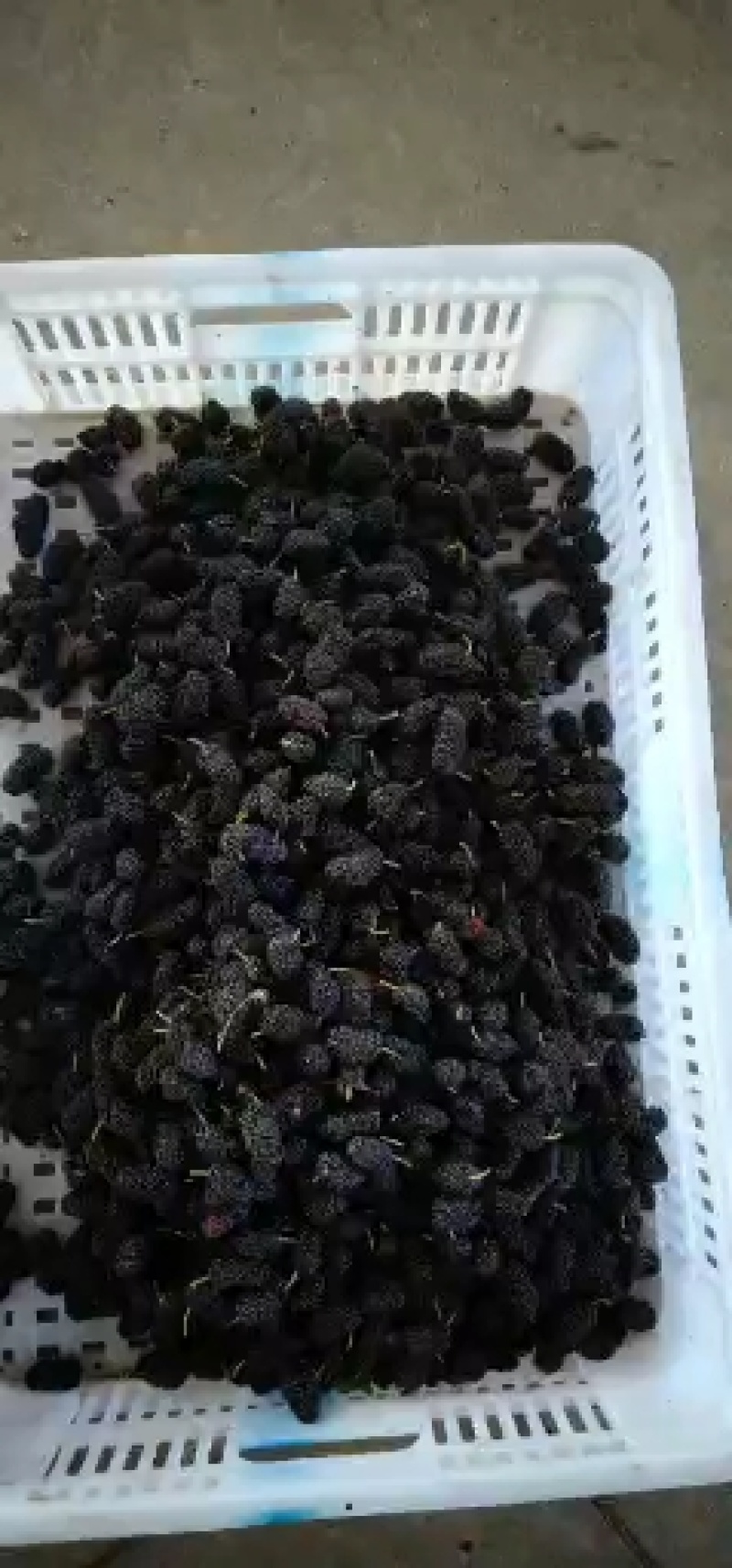 精品桑葚果。广东二号，无籽大十。每天现采摘现发货新鲜