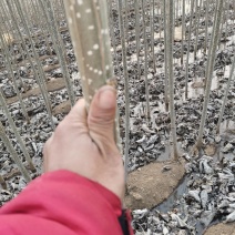 杨树速生杨商品树经济苗木