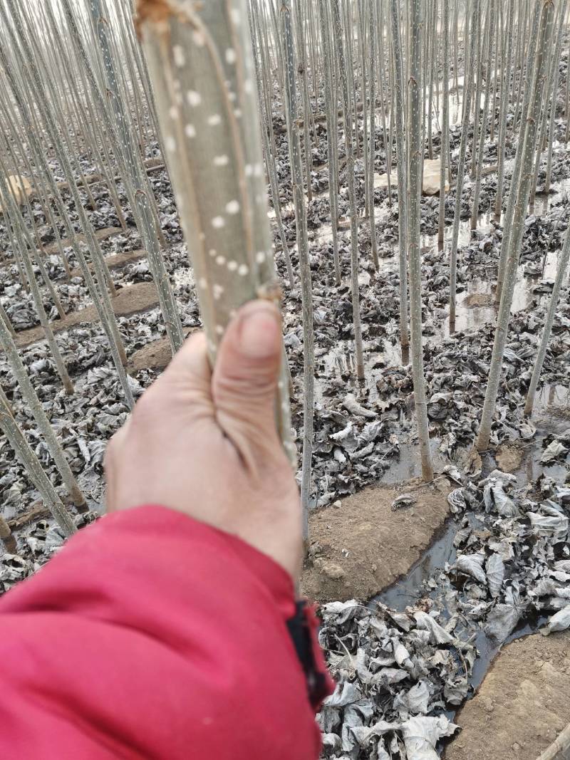 杨树速生杨商品树经济苗木