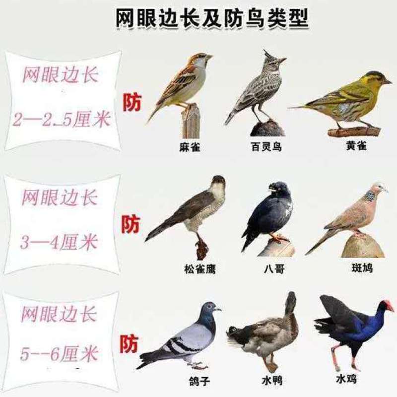 厂家直销果园防鸟网鱼塘樱桃天网机场防护网葡萄网