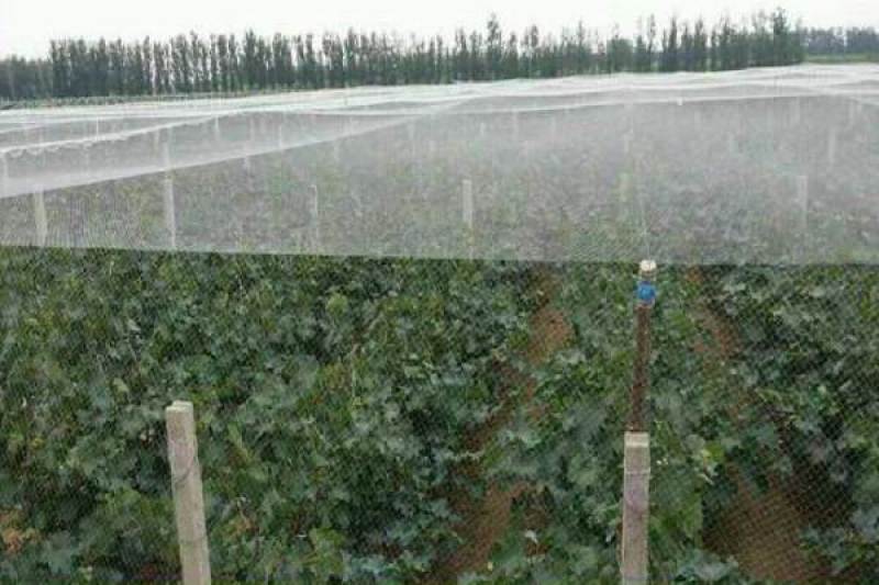 厂家直销果园防鸟网鱼塘樱桃天网机场防护网葡萄网