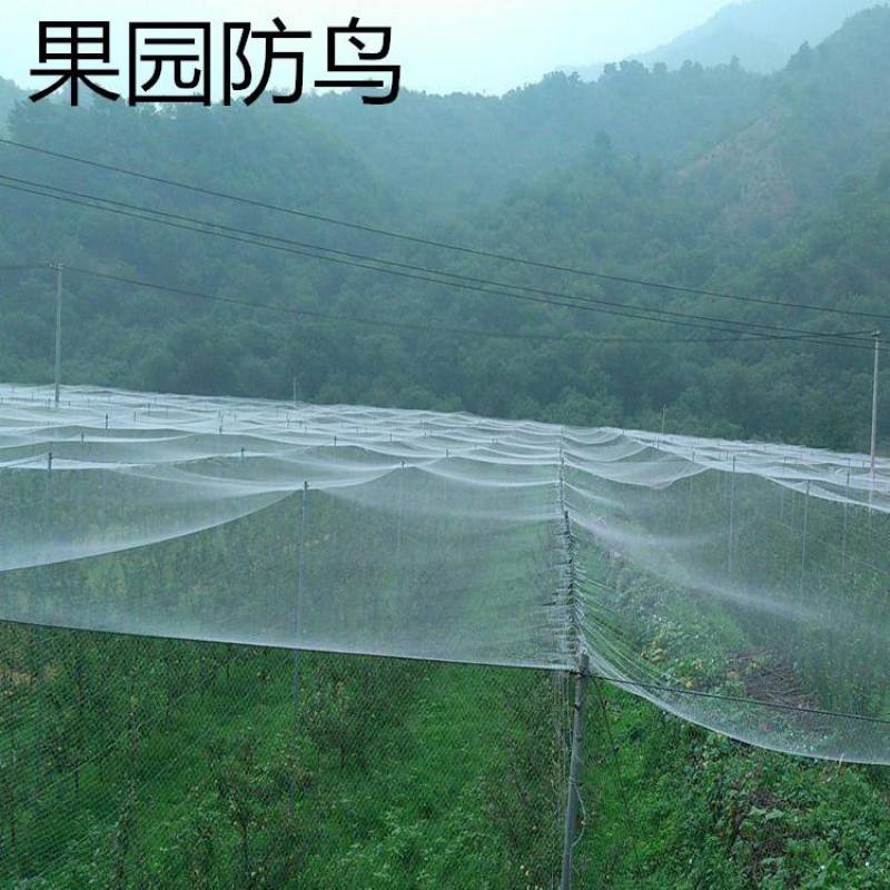 厂家直销果园防鸟网鱼塘樱桃天网机场防护网葡萄网
