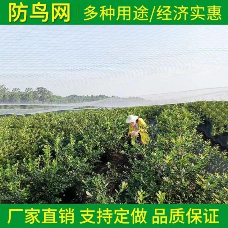 厂家直销果园防鸟网鱼塘樱桃天网机场防护网葡萄网