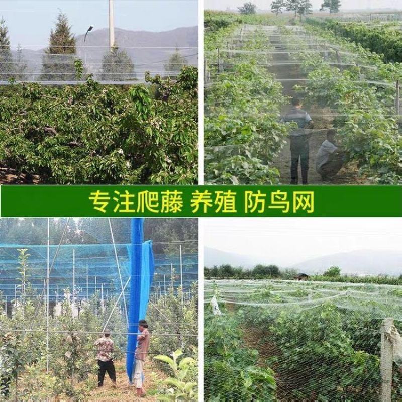 厂家直销果园防鸟网鱼塘樱桃天网机场防护网葡萄网