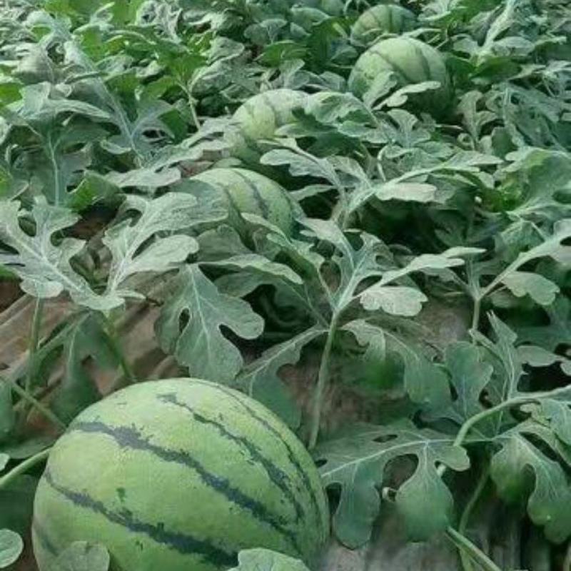 山东西瓜大量上市产地直发一手货源欢迎各位老板咨询下单
