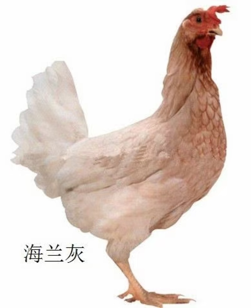 海兰灰蛋鸡苗，海兰褐蛋鸡苗