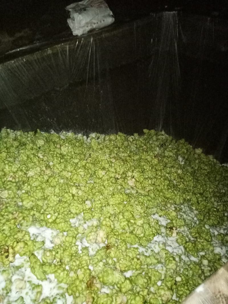 涪陵榨菜，原材料基地