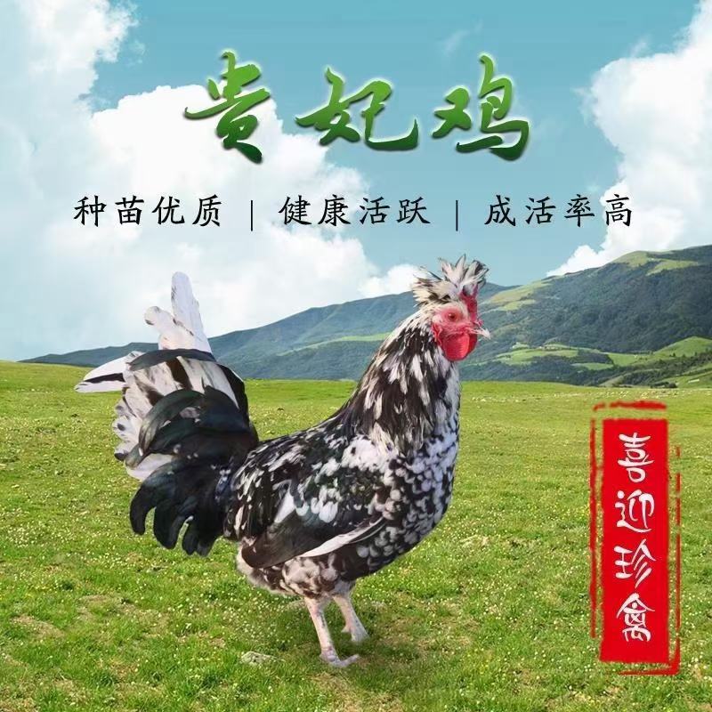 贵妃鸡苗，商品贵妃鸡，贵妃鸡蛋
