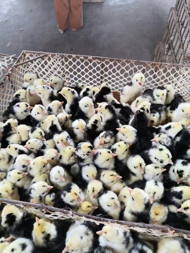 贵妃鸡苗，商品贵妃鸡，贵妃鸡蛋
